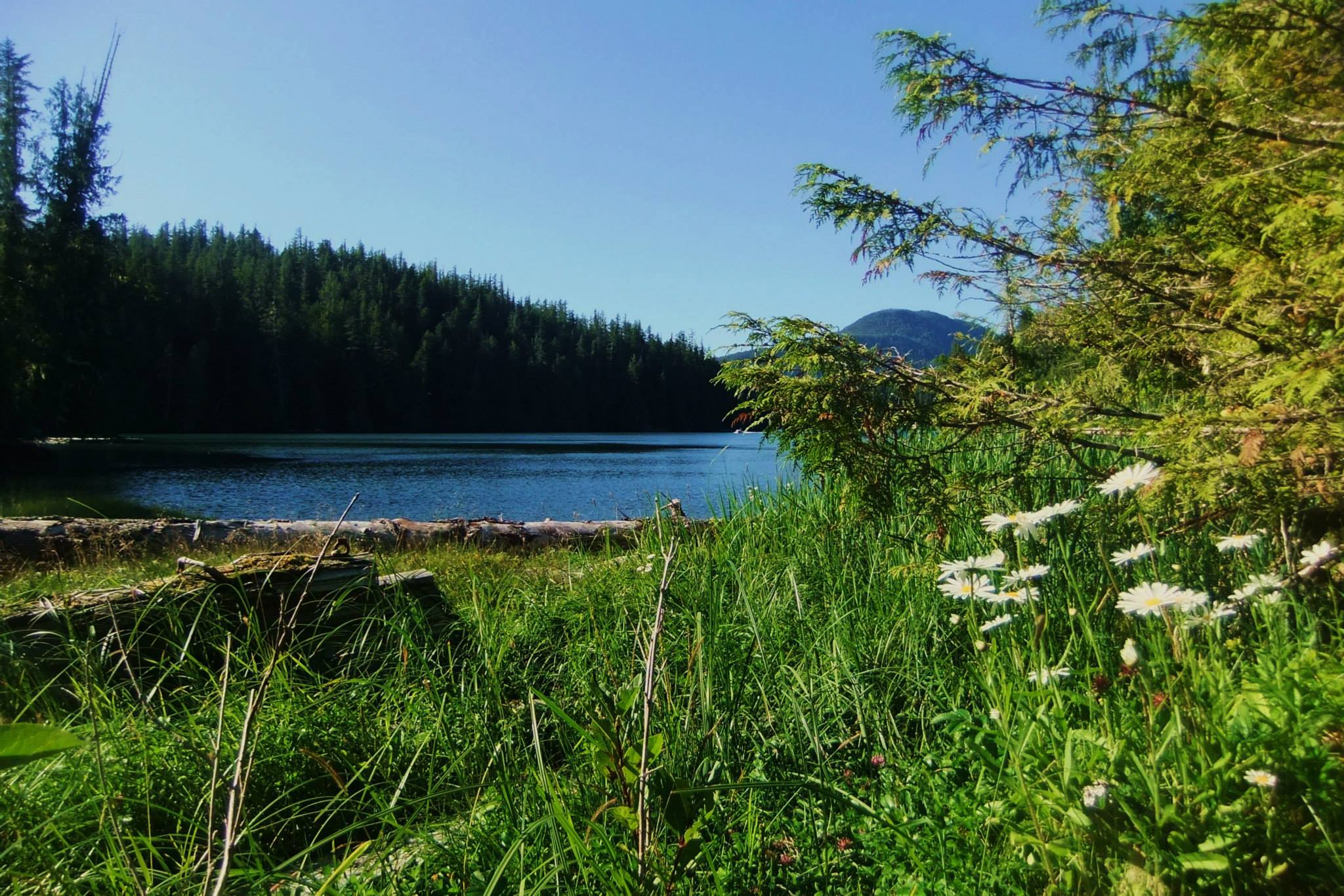 Pristine lake surrounded by forest with wildflowers in foreground