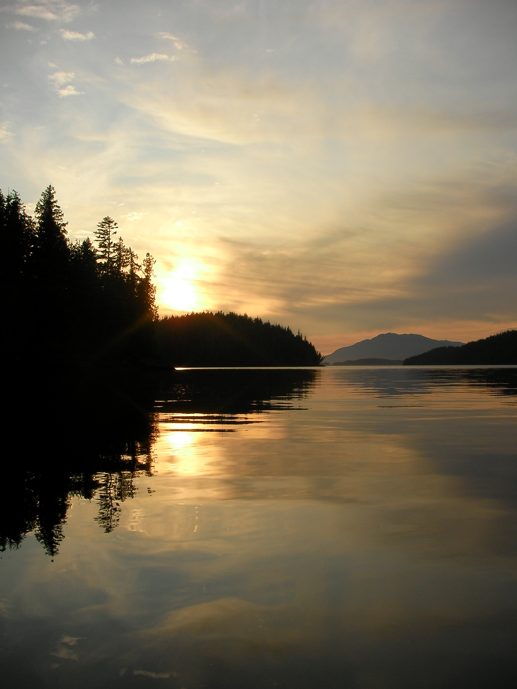 Morning sunlight streaming through forest canopy